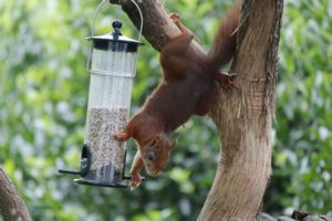 Squirrel Stealing Seeds