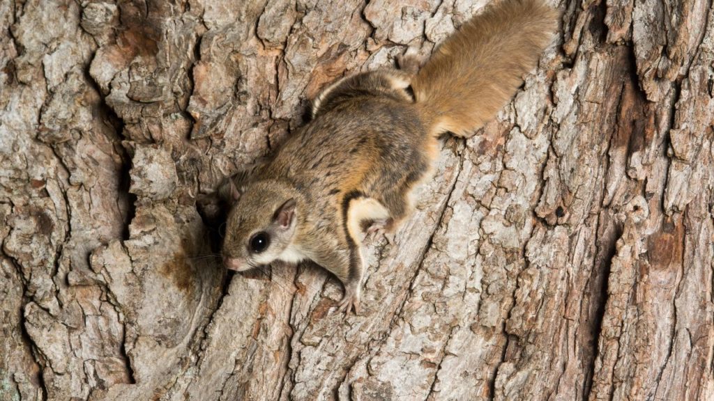 A flying squirrel climbing on a bark. 