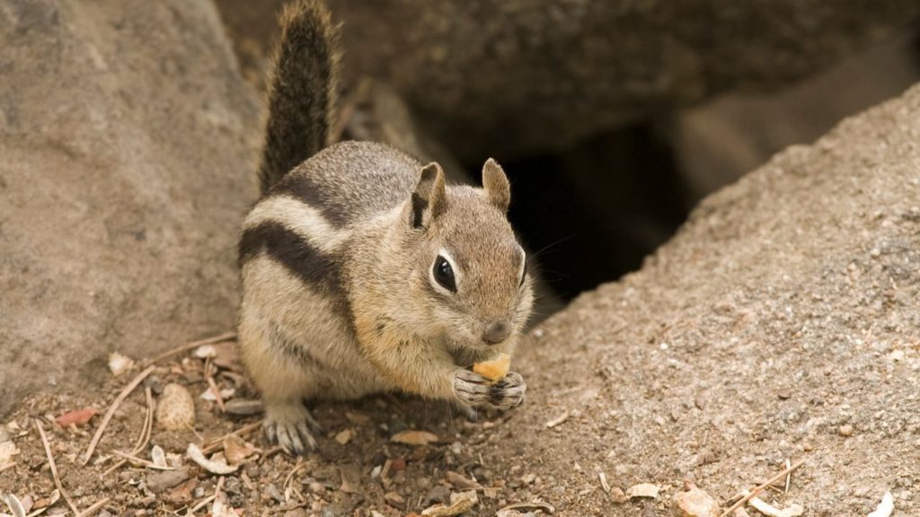 A ground burrow squirrel out in the wild. 