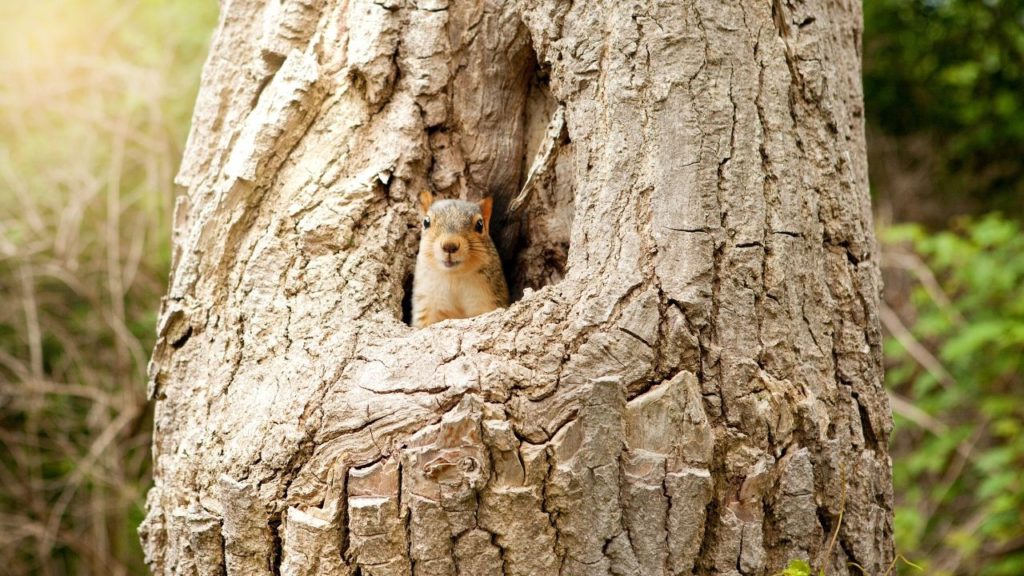 A squirrel sitting in its tree den