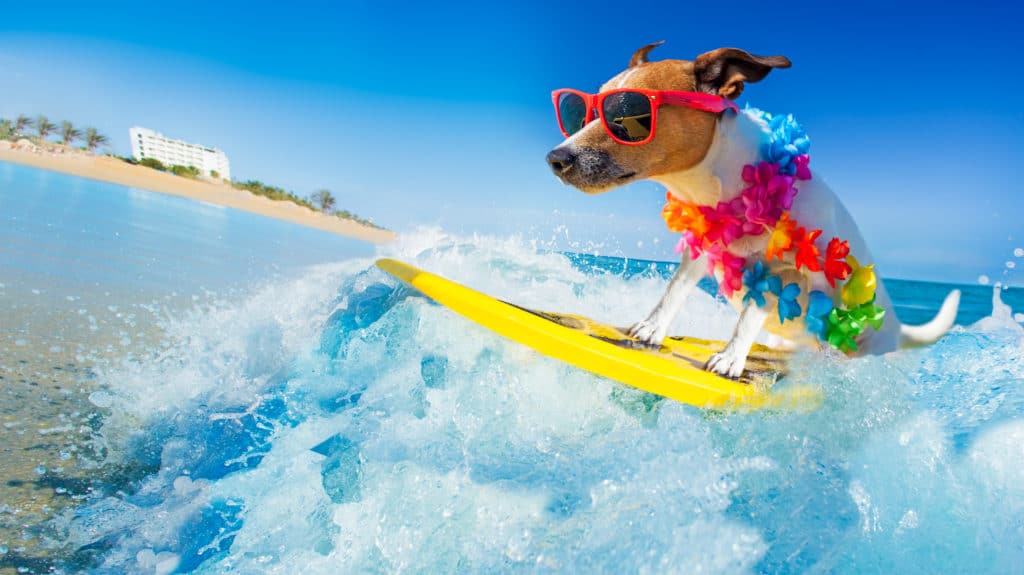 Jack,russell,dog,surfing,on,a,wave,,,on,ocean