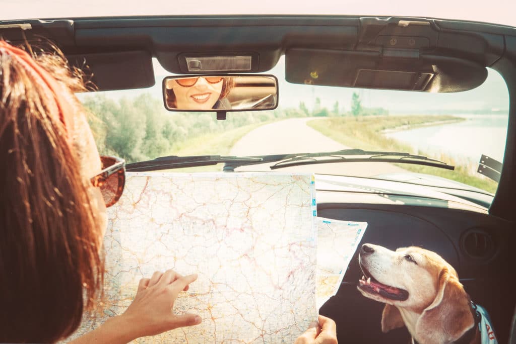 Woman,traveling,with,her,beagle,dog,by,convertible,car,and