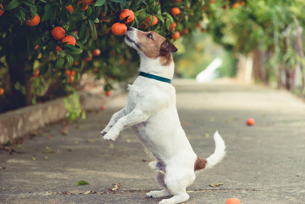 Dog,fond,of,tangerines,trying,to,steal,low,hanging,fruit