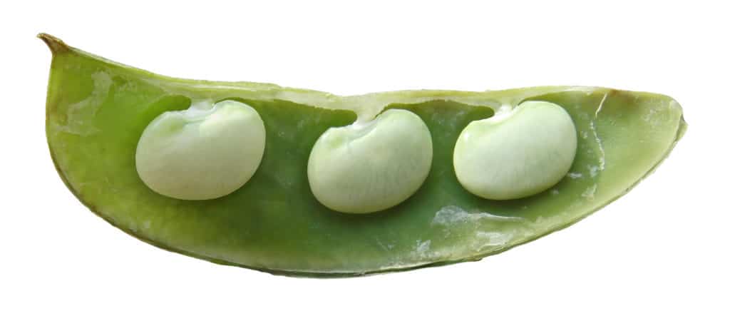 3,beans,in,a,pod,isolated,on,white.