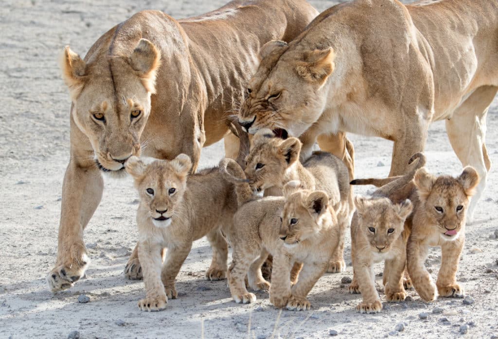 Mother,lionesses,herding,cubs,,serengeti,national,park,,tanzania