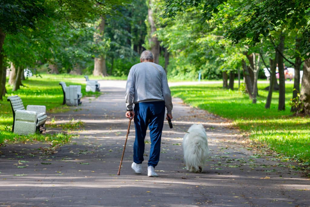 An Elderly Tall Stooped Man With A Stick Walks Through