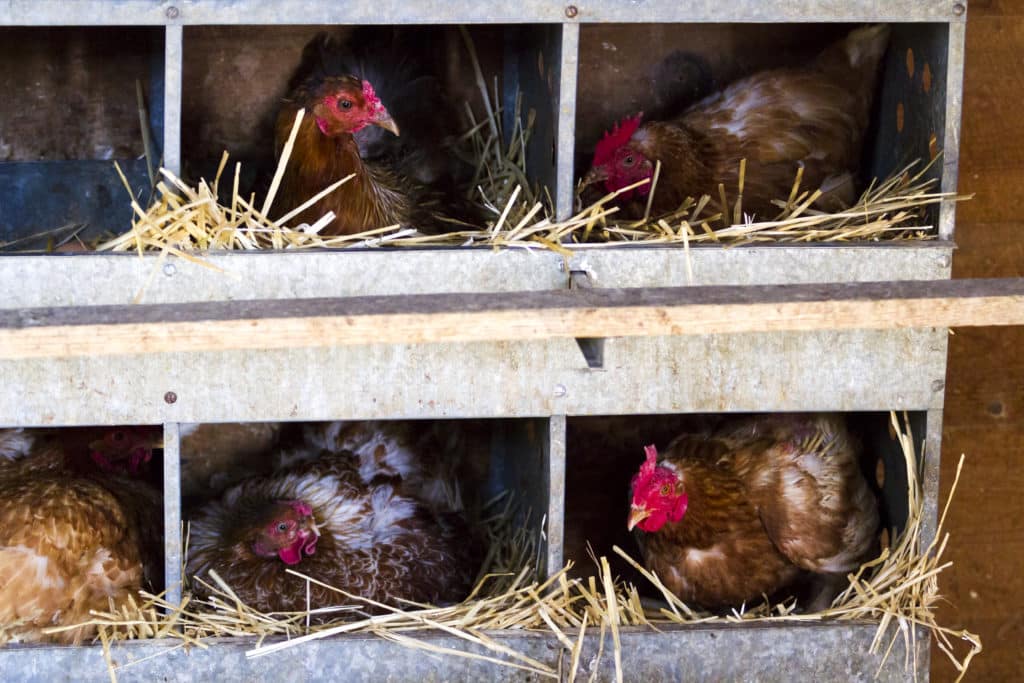 Free Rrange Chickens On Organic Farm.