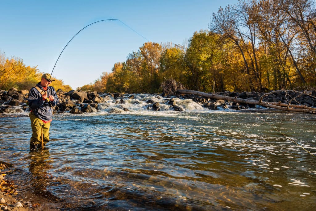 Fly Fisherman Catching A Fish In The Boise River In