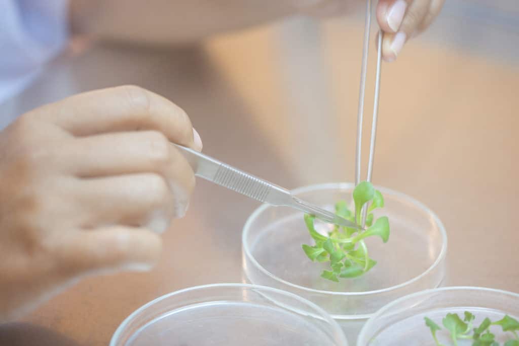 Scientist Cutting Plant Tissue Culture In Petri Dish Performing Laboratory