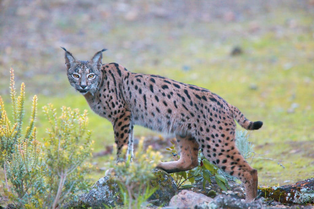 Iberian Lynx (lynx Pardinus) Watching Sierra Morena Andalucia Spain.