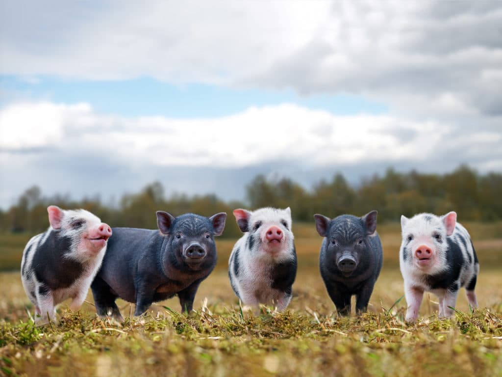 Lots Of Cute Piglets On The Walk. Funny Animals Portrait