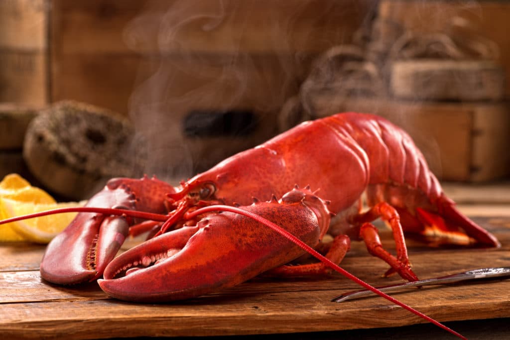 A Delicious Freshly Steamed Lobster In The Rough.
