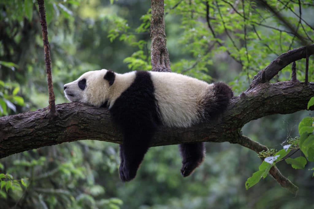 Panda Bear Sleeping On A Tree Branch China Wildlife. Bifengxia