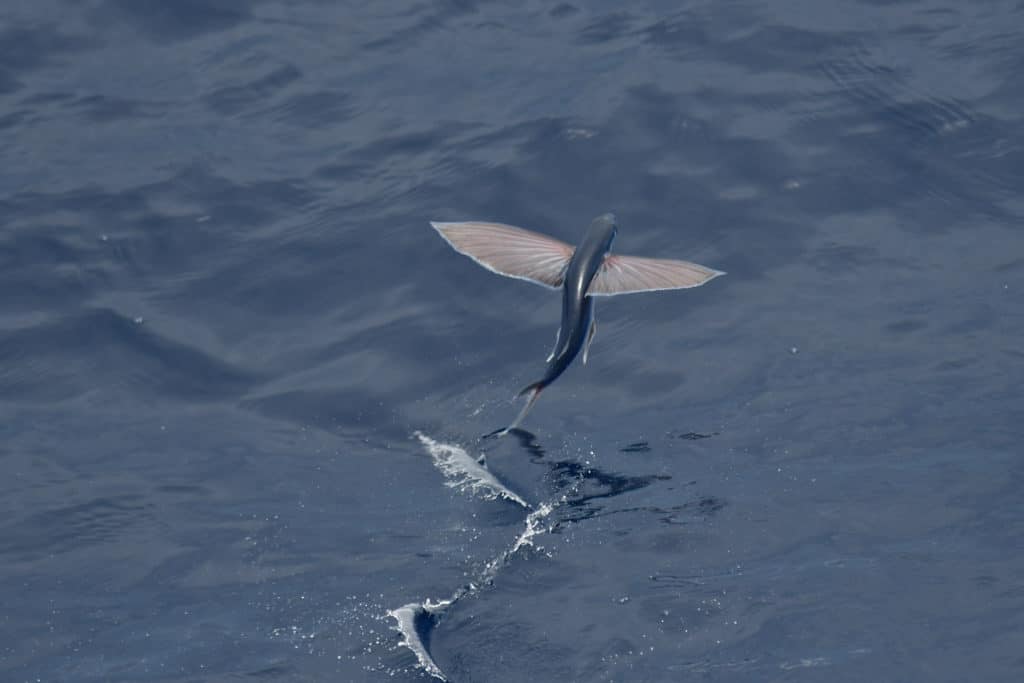 Flying Fish Species Taking Off From The Ocean Surface.