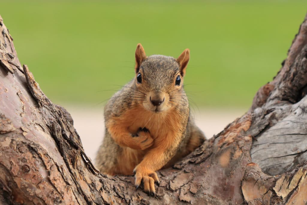 Portrait Of Fox Squirrel (sciurus Niger) Sitting On Branch Isolated