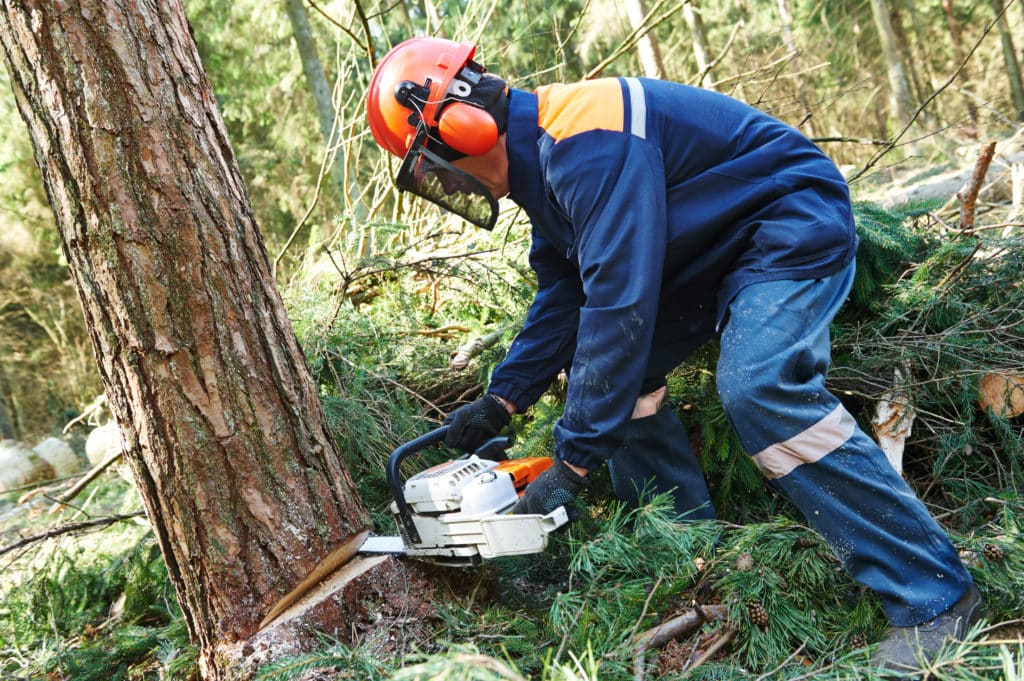 Lumberjack Logger Worker In Protective Gear Cutting Firewood Timber Tree