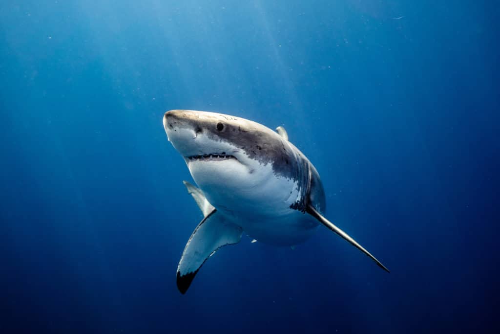 Great White Shark Close Up Shot