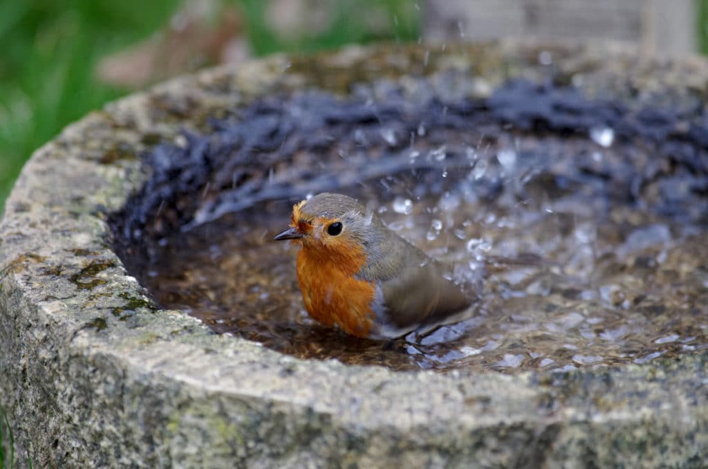 The Bird Bath For Drinking And Bathing The Robin Lets