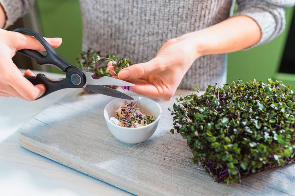 Young Woman Cuts Purple Kohlrabi Sprouts Or Watercress Microgreens Into