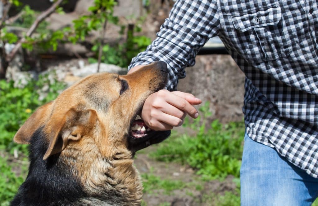 A Male German Shepherd Bites A Man By The Hand.