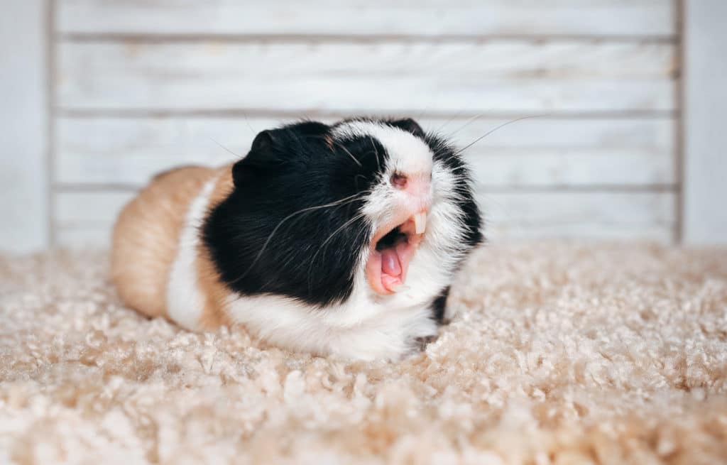 Scream In The Notification. Guinea Pig Yawns And Shows Her