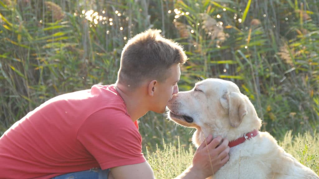 Young Man Caress Hugging And Kissing His Labrador Outdoor At Nature. Playing With Golden Retriever. Dog Licking Male Face. Love And Friendship With Domestic Animal. Landscape At Background. Close Up