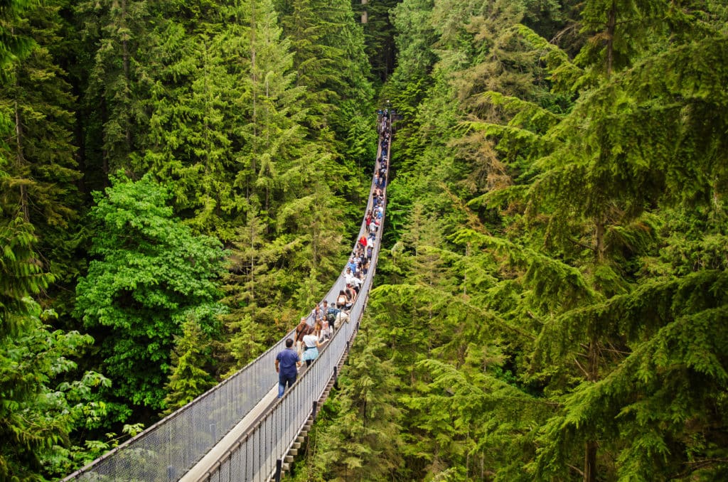 Looking Over The Large Suspension Walk Bridge In Capilano Vancouver