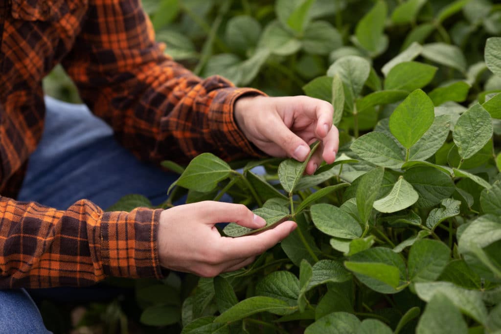 A Farmer Agronomist Inspects And Inspects The Green Soybean Leaves