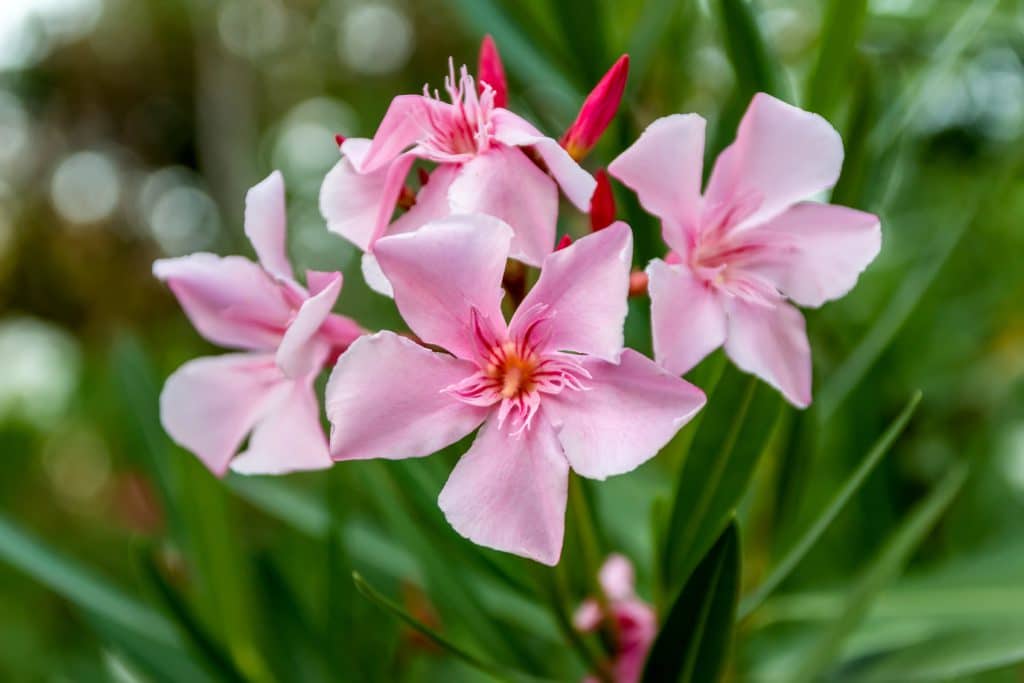 Oleander. Pink Beautiful And Delicate Flowers