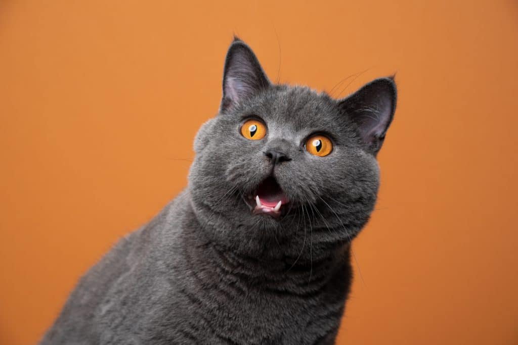 Funny British Shorthair Cat Portrait Looking Shocked Or Surprised On