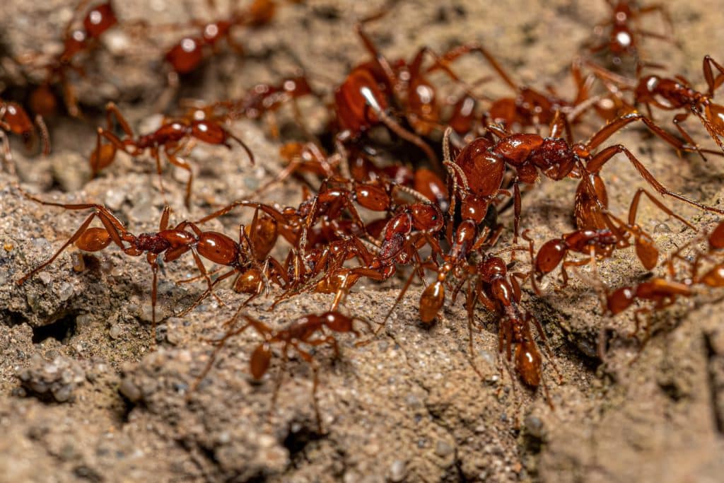 Adult Female Neivamyrmex Army Ants Of The Species Neivamyrmex Goeldii