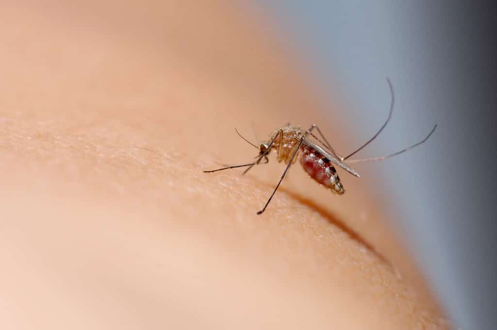 Close Up Of Mosquito Sucking Blood On Human Skin Mosquito