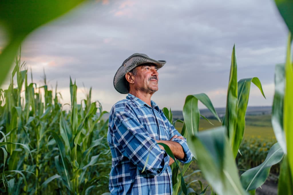 Side View Of A Senior Farmer Standing In Corn Field