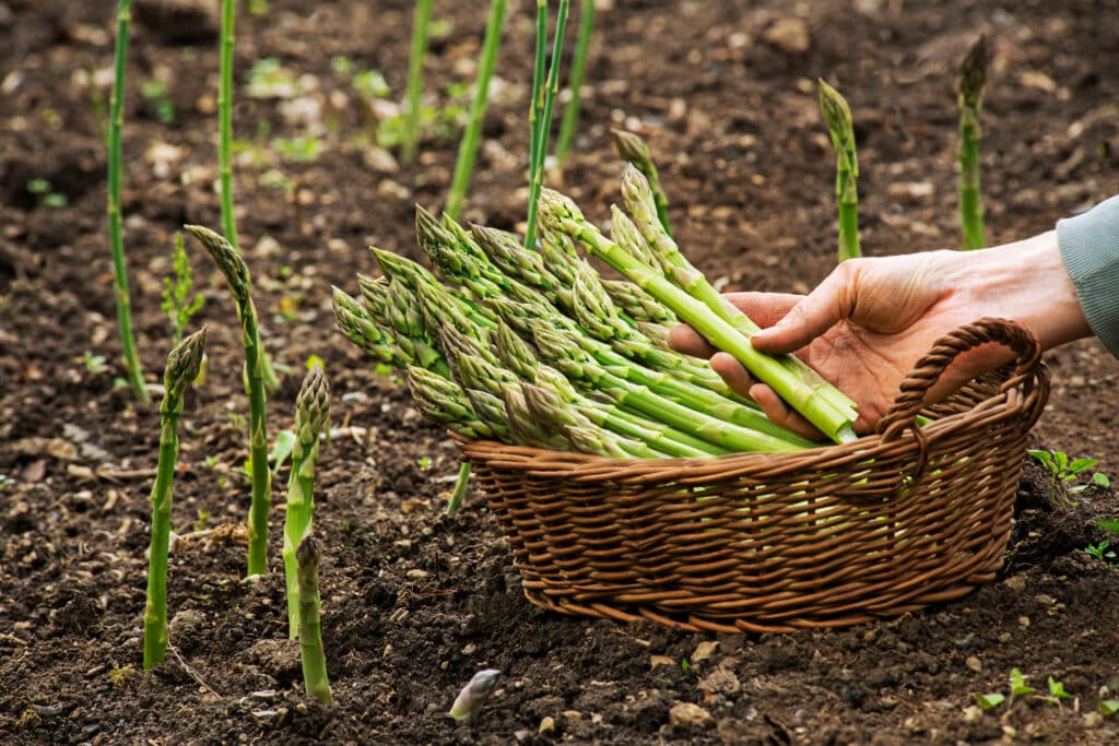 Asparagus. Fresh Asparagus. Green Asparagus. Picking Asparagus To The Basket.