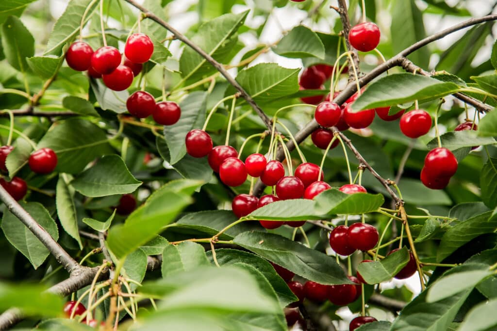 Red Ripe Cherry Grows On A Tree