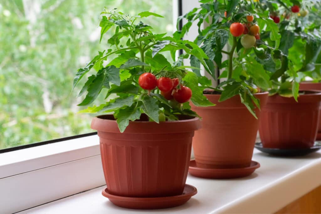 Small Bush Of Balcony Cherry Tomatos In Brown Pots On