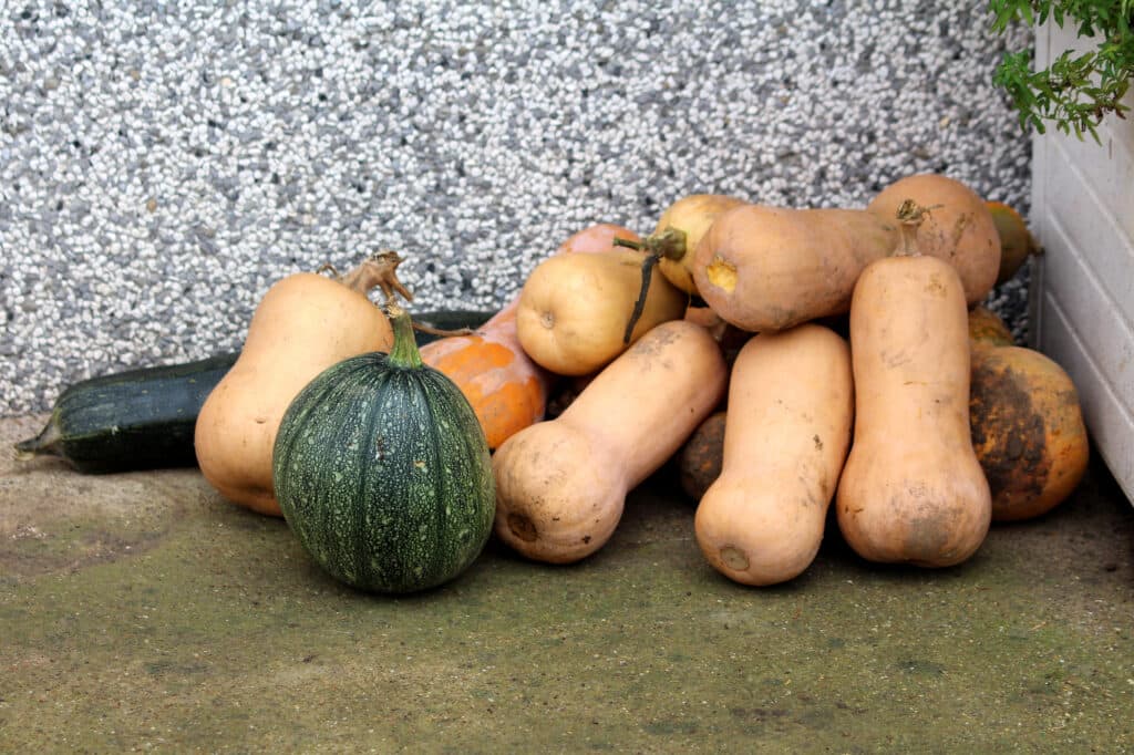 Pile Of Freshly Picked Butternut Squash Or Cucurbita Moschata Or