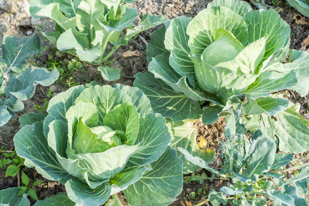 Cabbage Growing In Home Vegetable Garden. Vegeterian Food Concept. Stock