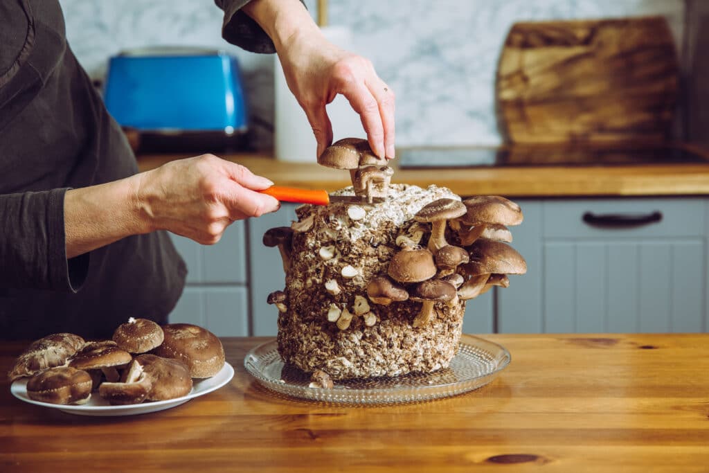 Using Knife To Pick Cut Shiitake Mushrooms Lentinula Edodes Growing
