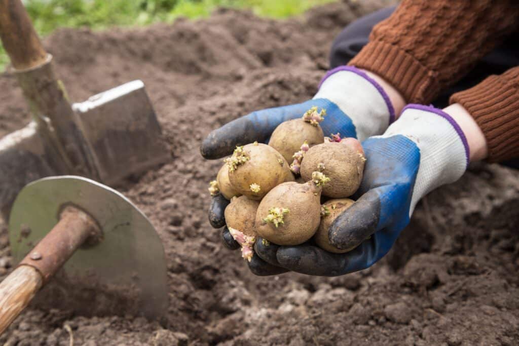 Farmer Hands With Seed Sprouts Potatoes In Soil In Garden.