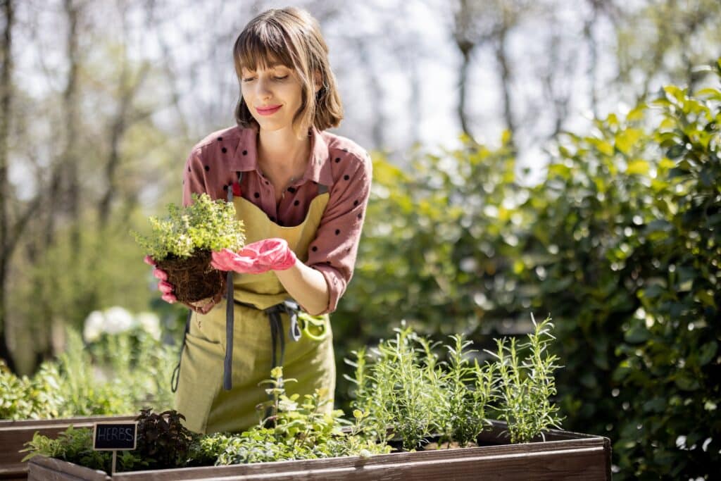 Young Gardener Planting Spicy Herbs At Home Vegetable Garden Outdoors.