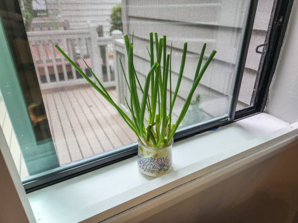 To Regrow Green Onions From Scraps All You Need Is
