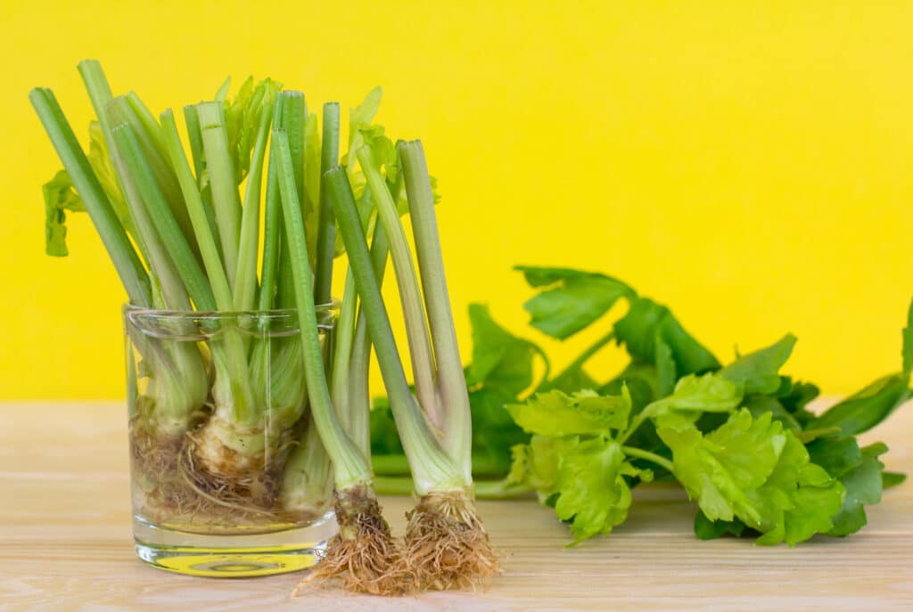 Regrowing Celery From Stalk Use The Stem Ends Of Celery